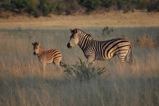 Zebra and baby 